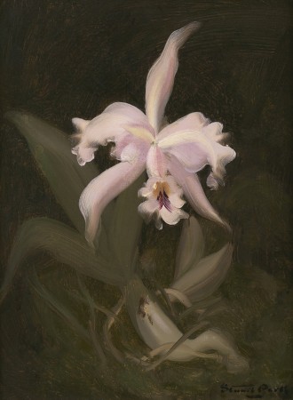 Slipper Orchid, c.1890s